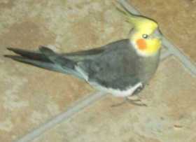 Lost Cockatiel