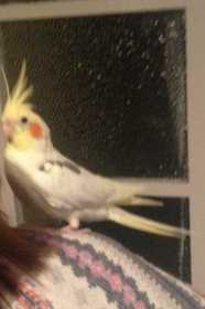 Lost Cockatiel