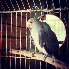 Lost Indian Ringneck Parakeet