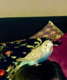 Lost Budgerigar