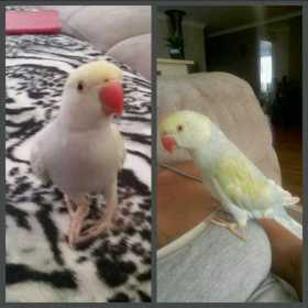 Lost Indian Ringneck Parakeet