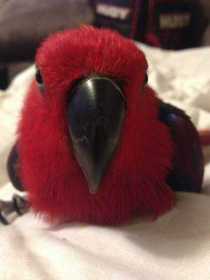 Lost Eclectus