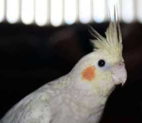 Lost Cockatiel