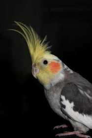 Lost Cockatiel