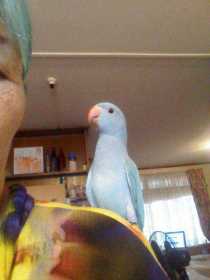 Lost Indian Ringneck Parakeet