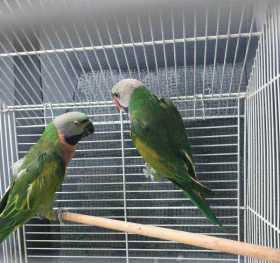 Lost Mustached / Moustached Parakeet