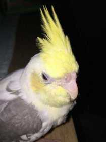 Lost Cockatiel