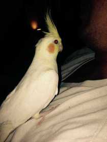 Lost Cockatiel