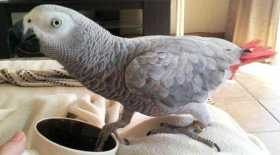 Lost African Grey