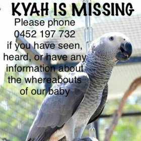 Lost African Grey