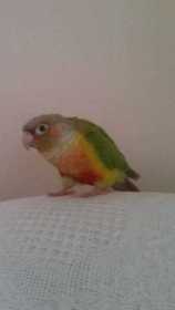 Lost Conure