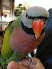 Lost Mustached / Moustached Parakeet