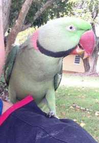 Lost Alexandrine