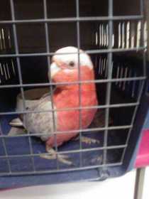 Lost Galah Cockatoo