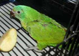 Lost Lory / Lorikeet