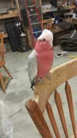 Lost Galah Cockatoo