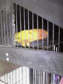Lost Conure
