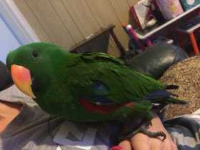 Lost Eclectus