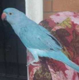 Lost Indian Ringneck Parakeet