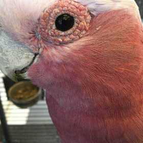 Lost Galah Cockatoo