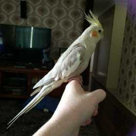 Lost Cockatiel