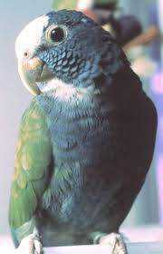 Lost Pionus