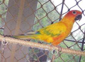 Lost Conure