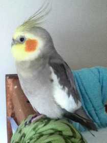 Lost Cockatiel