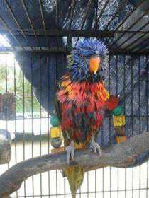 Lost Lory / Lorikeet