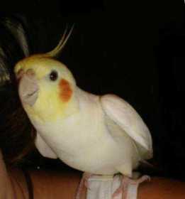 Lost Cockatiel