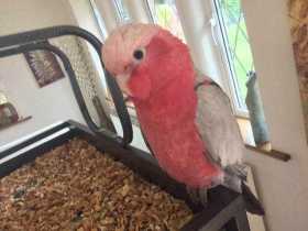 Lost Galah Cockatoo