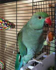 Lost Indian Ringneck Parakeet