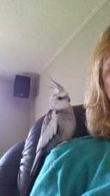 Lost Cockatiel