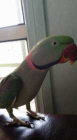 Lost Alexandrine