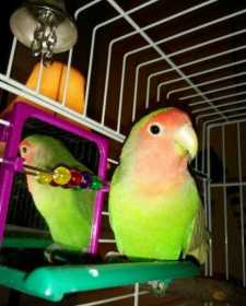 Lost Lovebird