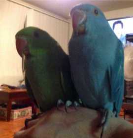 Lost Indian Ringneck Parakeet