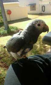 Lost African Grey