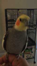 Lost Cockatiel