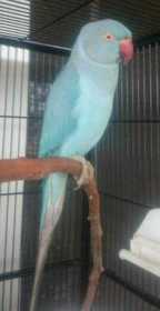 Lost Indian Ringneck Parakeet