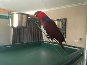 Lost Eclectus