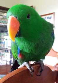 Lost Eclectus