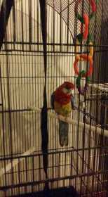 Lost Rosella