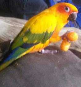 Lost Conure