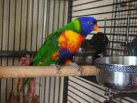 Lost Lory / Lorikeet