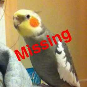 Lost Cockatiel