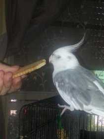 Lost Cockatiel