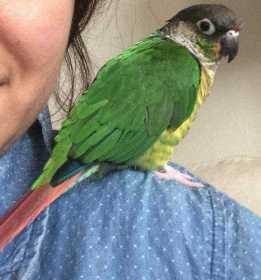 Lost Conure