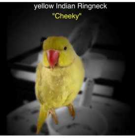 Lost Indian Ringneck Parakeet