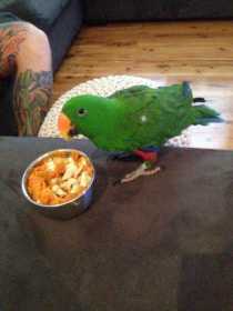 Lost Eclectus