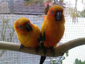 Lost Conure